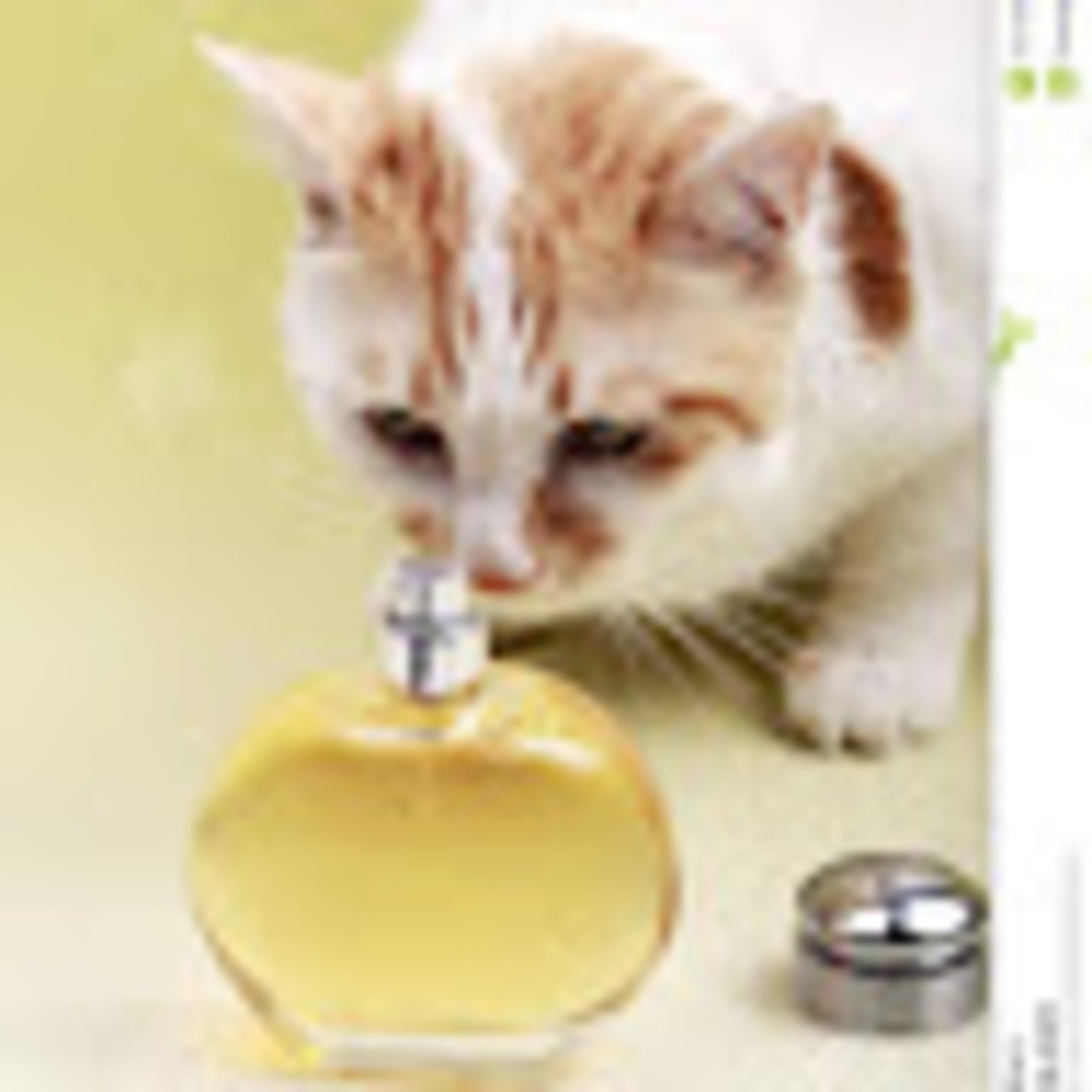 Meet your Posher, Tonkacat